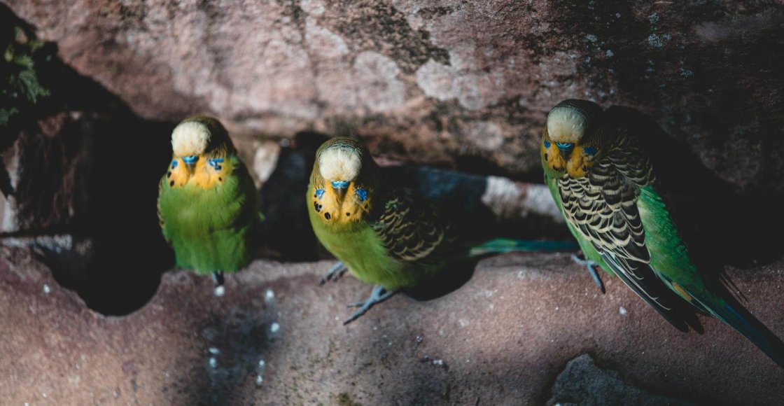 Fete-nature-environnement-technologie-numerique