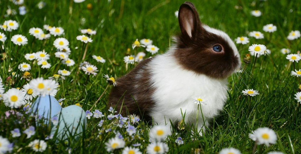 Meditation-pascal-online-application-algorithme